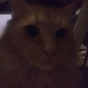 Meet your Posher, Mason